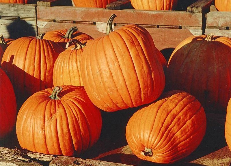 Autumn harvest pumpkins at the Lake Latonka Fall Festival